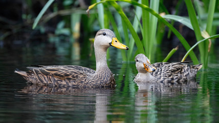 Pair of Mottled Duck on a Florida river