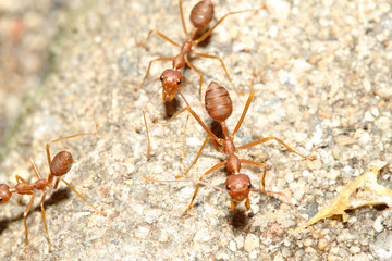 Oecophylla smaragdina Fabricius (red ant) on floor