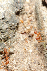 Oecophylla smaragdina Fabricius (red ant) on floor
