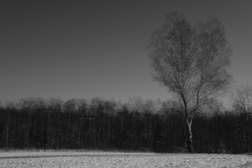 Winter rural landscape with trees and busches covered by snow