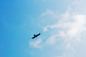 Bird flying, soaring against the clear blue sky