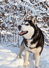 Dog breed Siberian husky stands in a sunny snowy forest