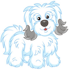 Little funny Bichon Avanese lap-dog with long white and grey hair, vector illustrations in a cartoon style