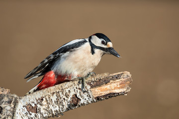 Picchio rosso maggiore nel bosco (Dendrocopos major)