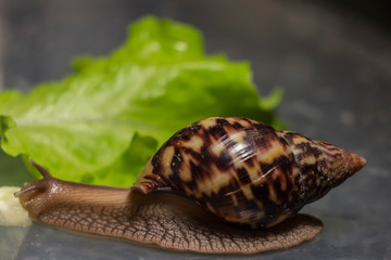 african Achatina snail eats cucumber taken close up. green leaf lettuce on the background