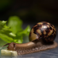 african Achatina snail eats cucumber taken close up. green leaf lettuce on the background
