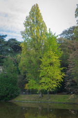 Fototapeta na wymiar Paris, France - 11 03 2018: Neighborhood of Villette. The park Buttes-Chaumont. A high tree with green an yellow leaves