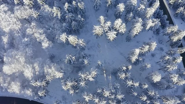 Aerial view, flight over snowy trees from above in winter, Taunus, Hesse, Germany