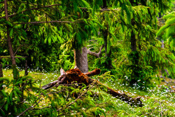 A decaying tree among lush greenery.