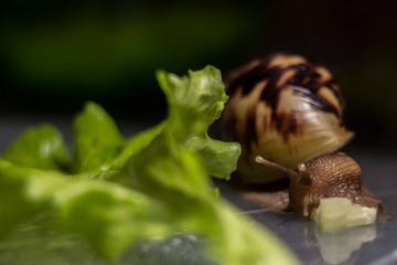 african Achatina snail eats cucumber taken close up. green leaf lettuce on the background