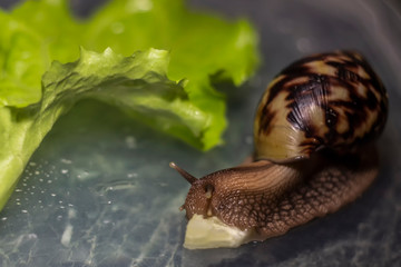 african Achatina snail eats cucumber taken close up. green leaf lettuce on the background