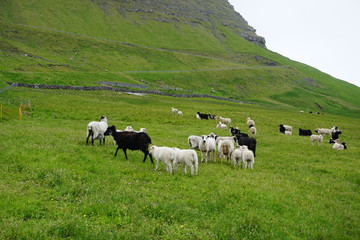Sheeps on Faroe Islands