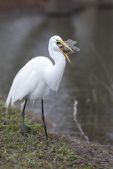 great egret eating a fish in the lake