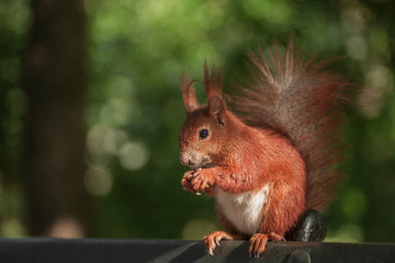 squirel on a bench