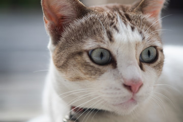 Close up view of a cute cat, selective focus.