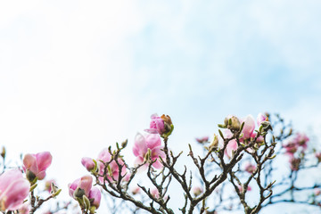 branch of blooming apple tree close up. sky on background