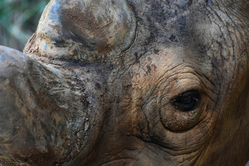 Fototapeta premium Face Of An Endangered Black Rhinoceros (diceros bicornis)