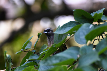 Curious Speckled Mousebird (colius striatus) Peeking Over Leaves