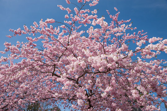 wunderschön blühender Kirschbaum an einem sonnigen Tag mit blauem Himmel