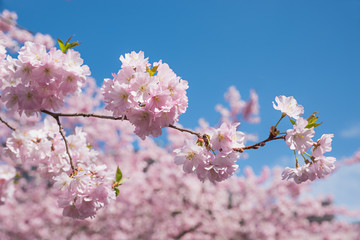 blühender Zweig vom Kirschbaum, Hintergrund soft Kirschblüten © SusaZoom