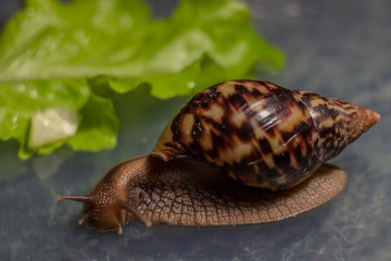 A large brown snail ahatina. green leaf lettuce on the background