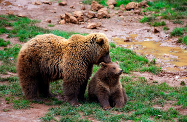 Obraz premium Mother bear caressing her cub