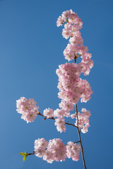 Kirschblütenzweig und blauer Himmel
