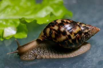 A large brown snail ahatina. green leaf lettuce on the background