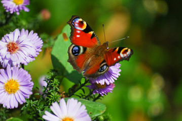 Obraz premium Peacock Butterfly in the Garden
