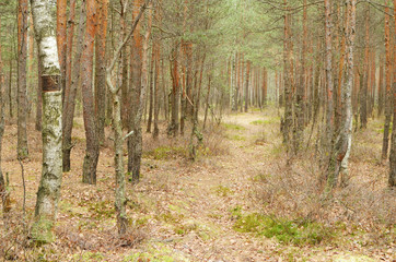 Wildlife in the forest.