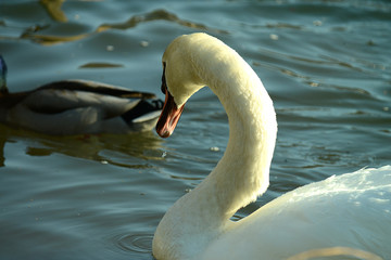 Portrait von einem Schwan