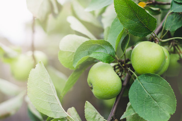 Unripe green apples on a tree branch on a summer sunny day