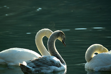 Portrait von einem Schwan