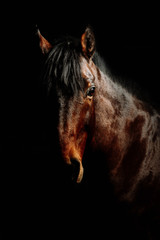 Fototapeta na wymiar Silhouette of a gray Andalusian horse with long mane and steam from nostrils isolated on black background