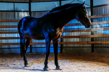 Elegant brown sport horse with special blue studio light