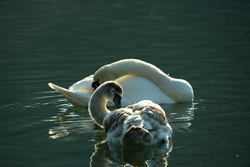 Portrait von einem Schwan