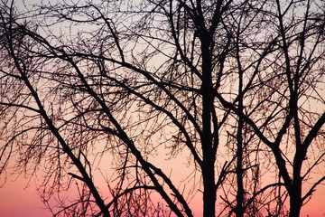 Wunderschöner Sonnenuntergang hinter Bäumen