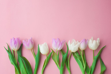 White and pink tulips on a pink background. Conception of Women's Day, Valentine's Day, Mother's Day, Spring. selective focus