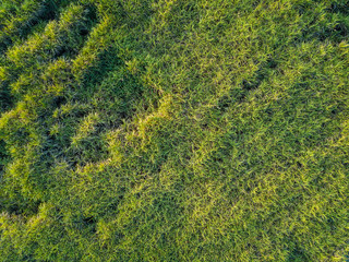 view from drone Sugar cane field with sunset sky nature landscape background