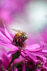 Honeybee collecting pollen from an Aster flower.