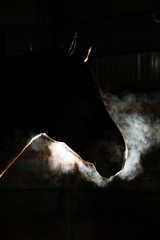 Silhouette of a gray Andalusian horse with long mane and steam from nostrils isolated on black background - 244365416