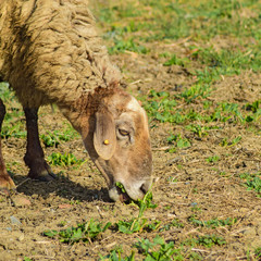 Sheep in the pasture