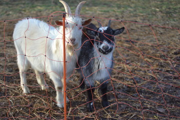 goat couple in the field