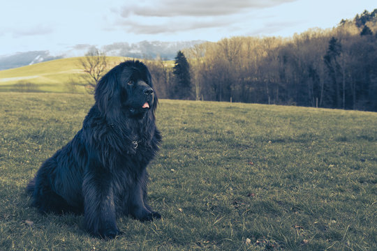 are newfoundlands good dogs