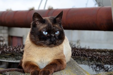 Siamese cat