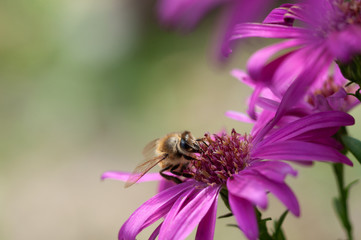 Honeybee collecting pollen from an Aster flower.