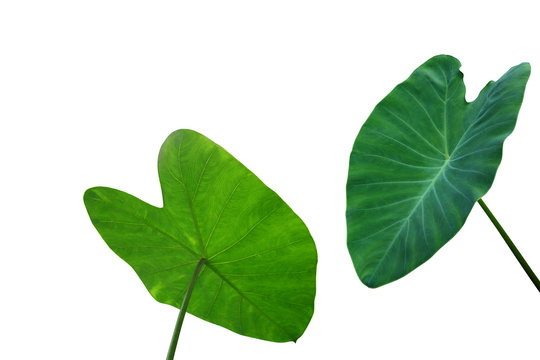 Large heart shaped green leaves of Elephant ear or taro (Colocasia species) the tropical foliage plant isolated on white background, clipping path included.