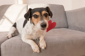Romantic Jack Russell Terrier dog. Lovable dog is holding a heart to the Valentine's Day in the...