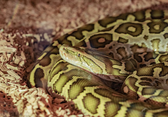adult specimen of green colored python with brown spots in the terrarium