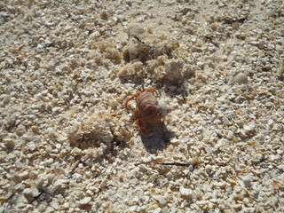 Sable et algues